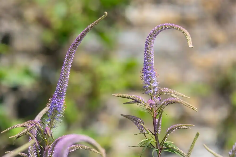 Veronicastrum virg. ‘Fascination‘ - Topproduct