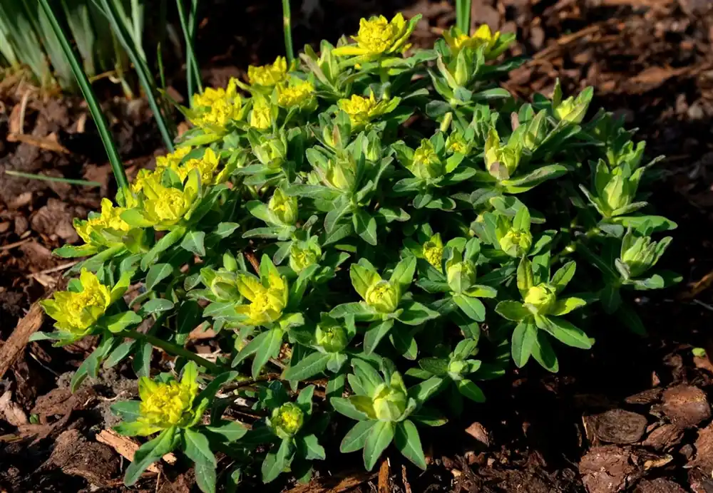 Euphorbia polychroma | Erg populair