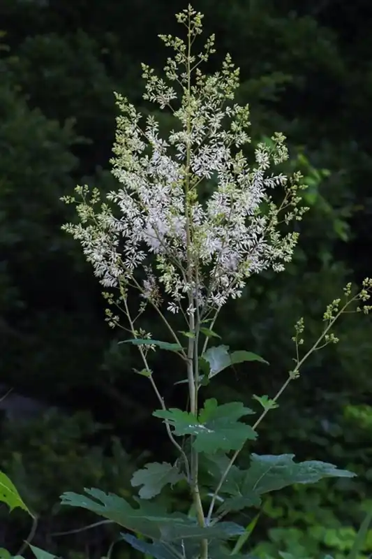 Macleaya cordata - Nieuw binnen