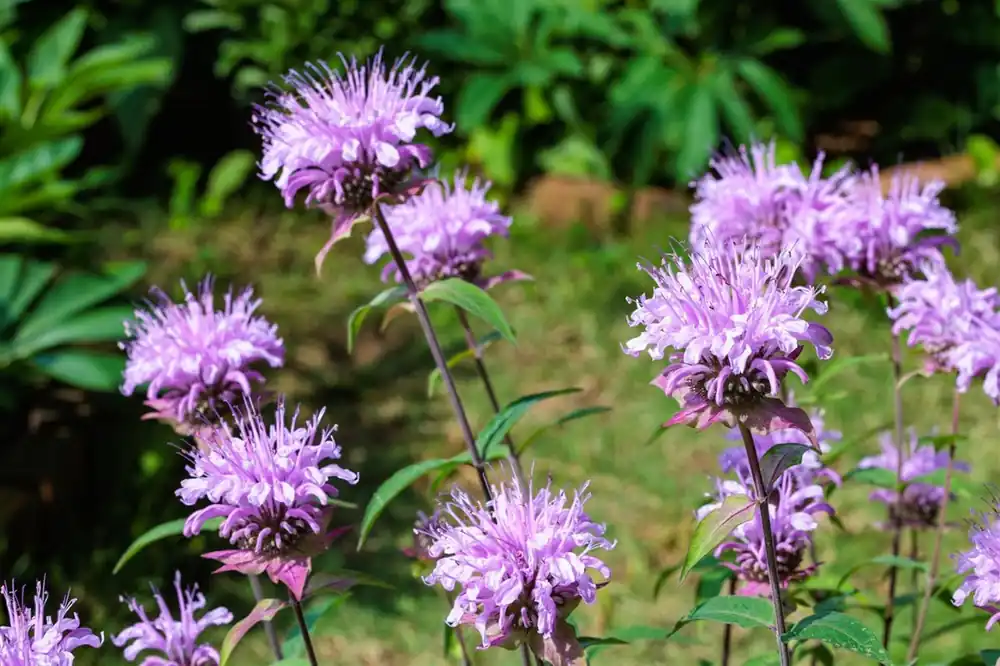 Monarda ‘Beauty of Cobham‘ | Premiumkwaliteit