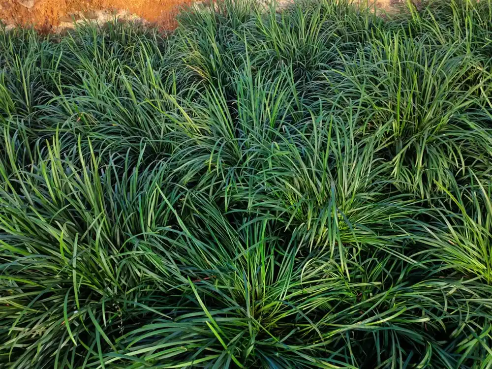 Ophiopogon japonicus - Direct beschikbaar