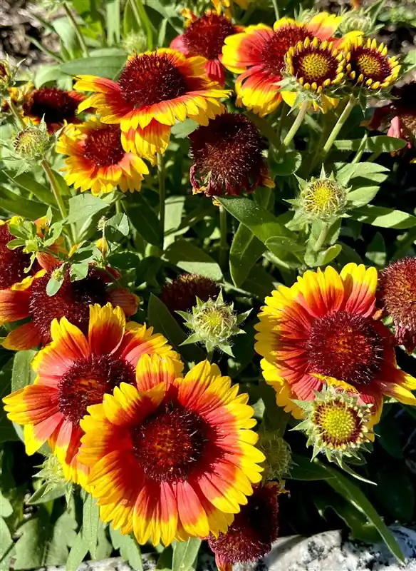 Gaillardia ‘Kobold‘ - Online kopen