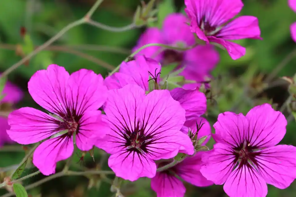 Geranium psilostemon | Premium