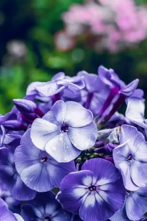 Aanbieding loopt bijna af - Phlox (P) ‘Blue Paradise‘