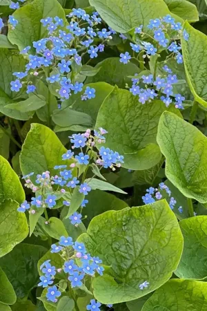 Actieprijs - Brunnera macrophylla