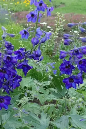 Anemone hyb. ‘Whirlwind‘ - Nog maar enkele beschikbaar