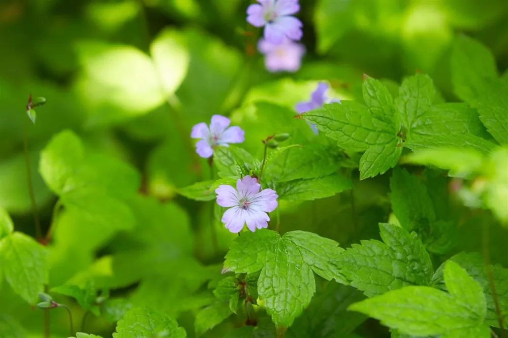 Geranium nodosum - Hoog gewaardeerd