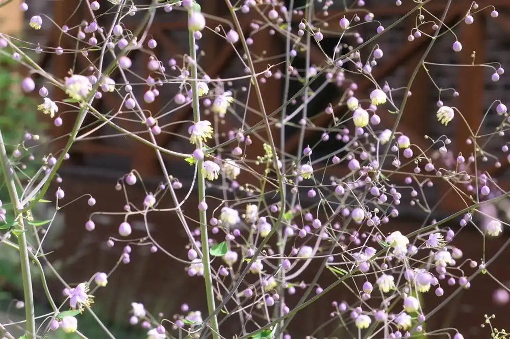 Thalictrum del. ‘Hewitt‘s Double‘ - Spoedlevering