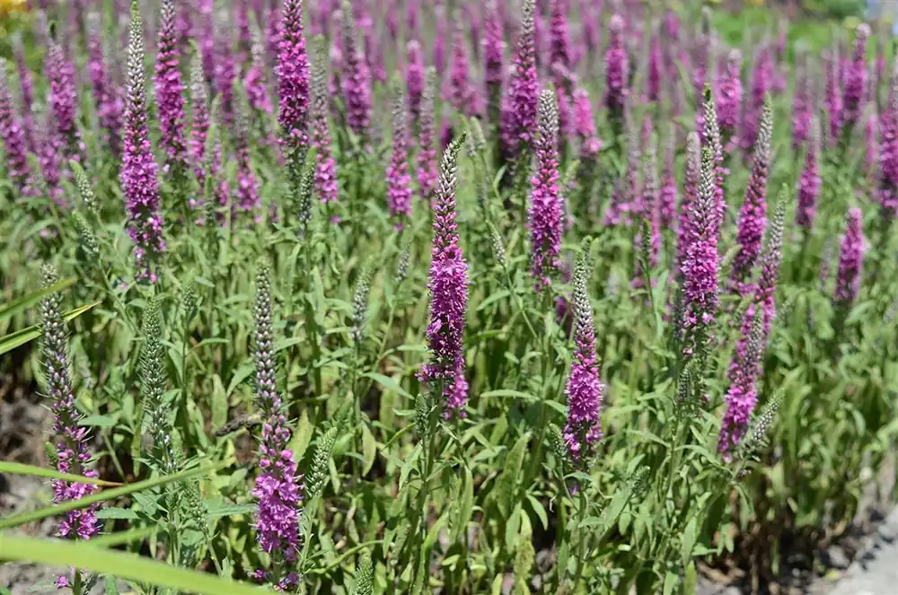 Online kopen - Veronica spicata ‘Rotfuchs‘