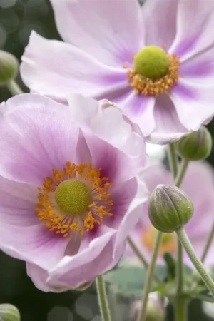 Anemone hup. ‘September Charm‘ | Zeer goed beoordeeld