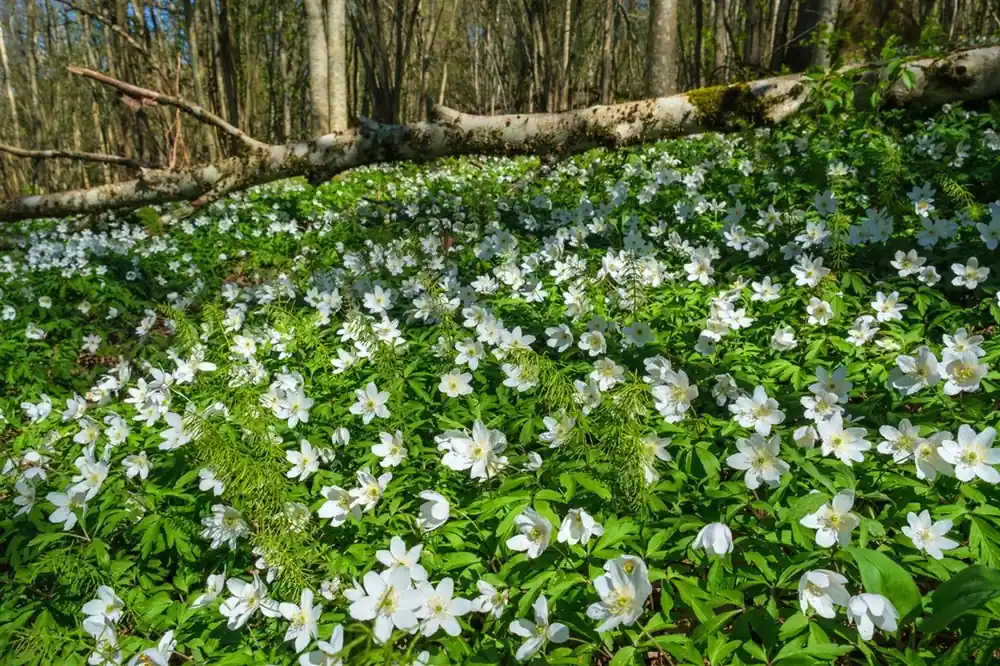 Hoge kwaliteit - Anemone nemorosa