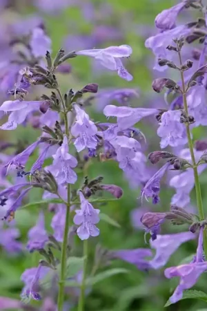 Aquilegia ‘Nora Barlow‘ | Aanrader