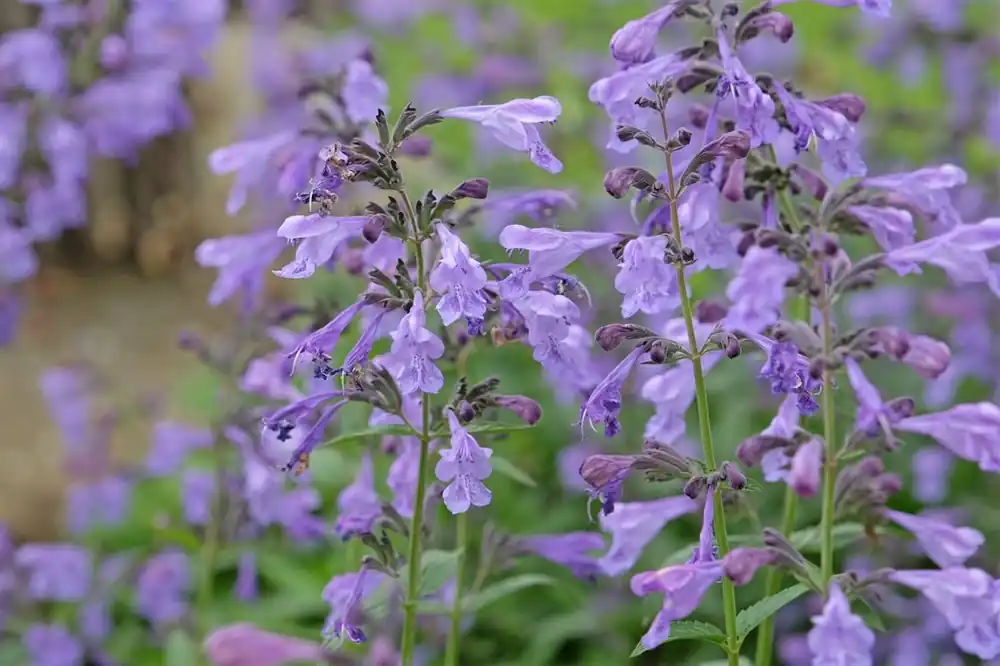Aquilegia ‘Nora Barlow‘ | Aanrader