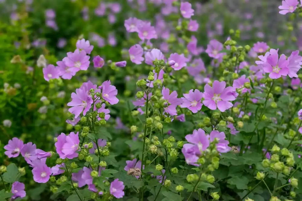 Armeria ‘Sweet Dreams‘ | Voordelig
