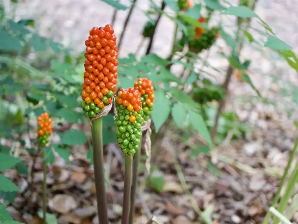 Arum italicum - Lage prijs