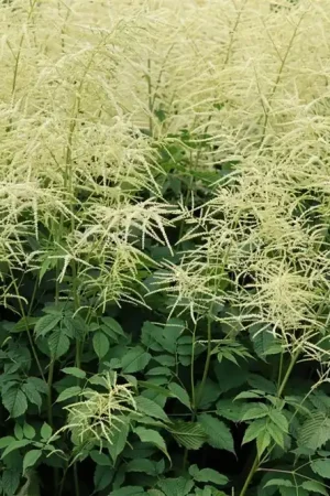 Aruncus dioicus ‘Kneiffii‘ | Prijs verlaagd