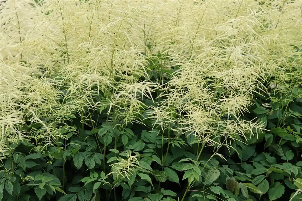 Aruncus dioicus ‘Kneiffii‘ | Prijs verlaagd