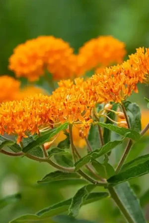 Asclepias tuberosa - Uitverkoop