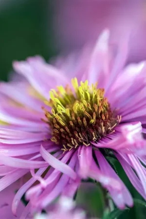 Aanrader | Aster alpinus ‘Happy End‘