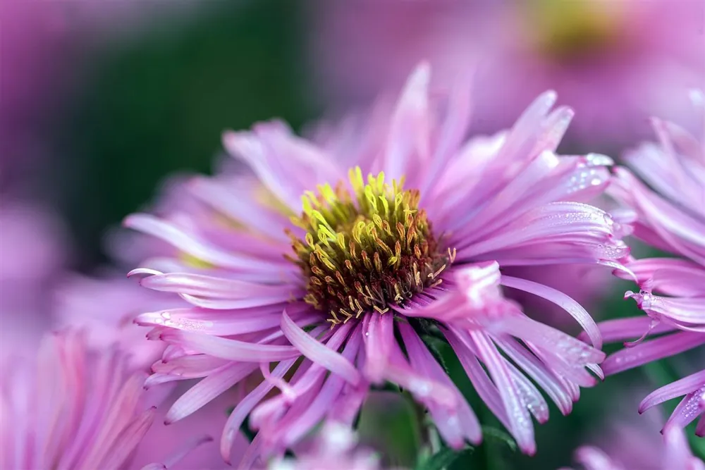 Aanrader | Aster alpinus ‘Happy End‘