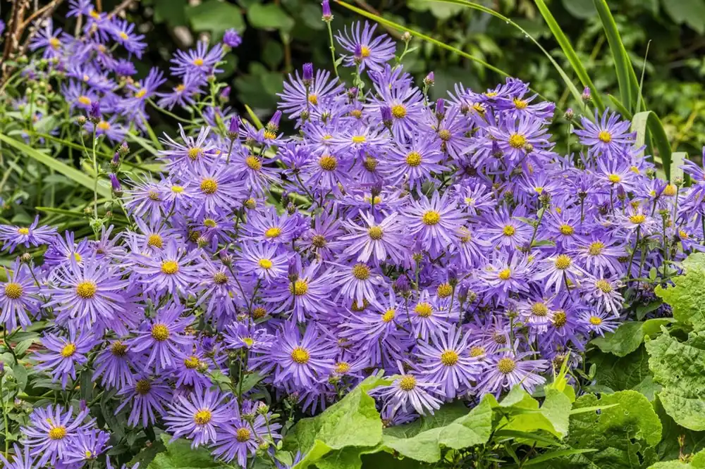 Online bestellen - Aster frikartii ‘Mönch‘