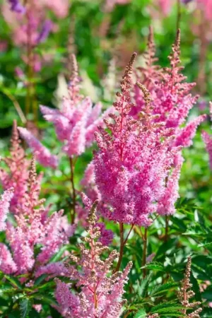 Aanbieding loopt bijna af - Astilbe (J) ‘Rheinland‘