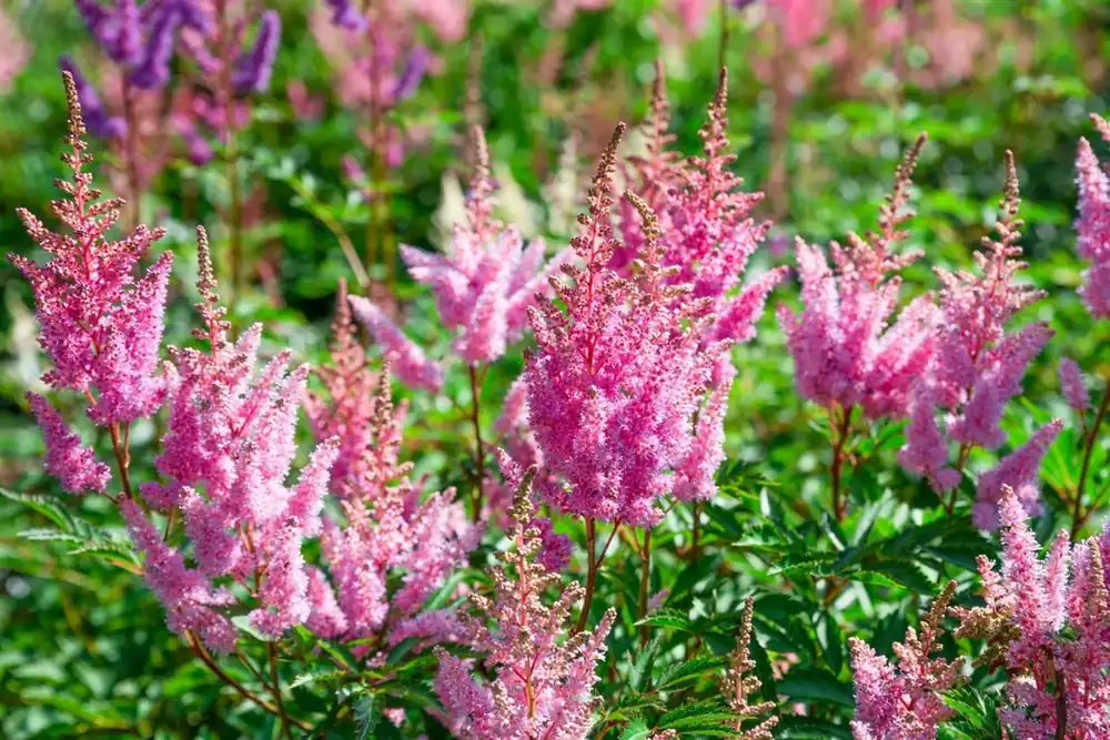 Aanbieding loopt bijna af - Astilbe (J) ‘Rheinland‘