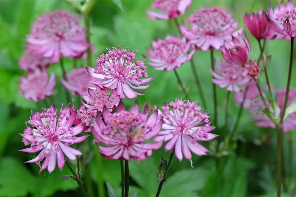 Aanrader - Astrantia maj. ‘Claret‘