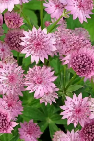 Voordelig | Astrantia maj. ‘Roma‘