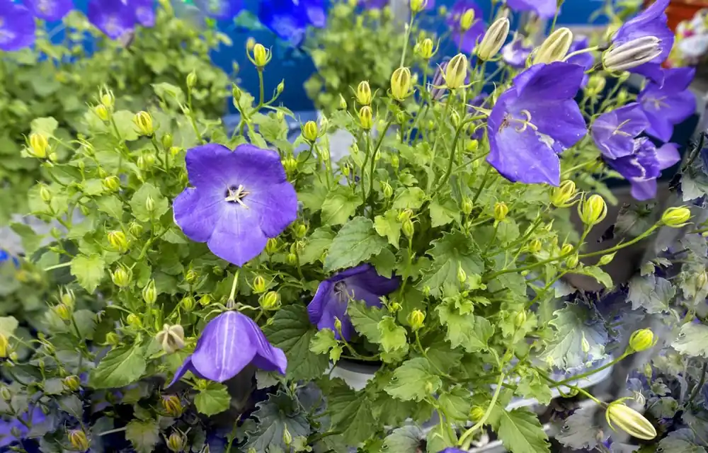 Campanula carp. ‘Blaue Clips‘ - Nieuw product