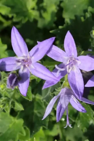 Voordelig - Campanula garganica