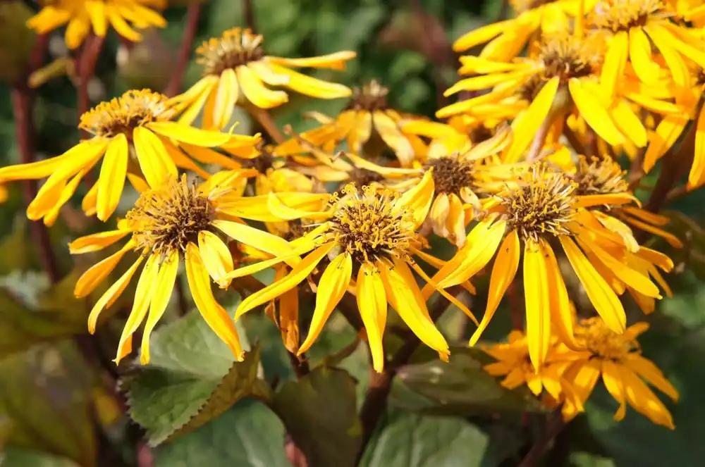 Expreslevering | Coreopsis vert. ‘Grandiflora‘