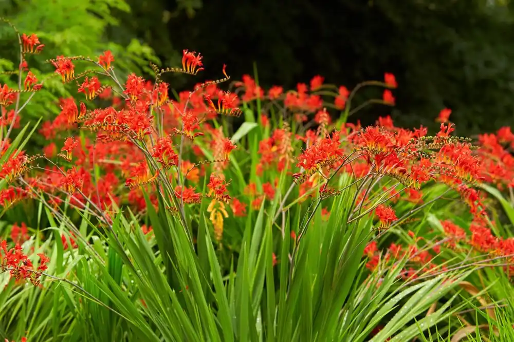 Nog maar een paar beschikbaar - Crocosmia ‘Lucifer‘