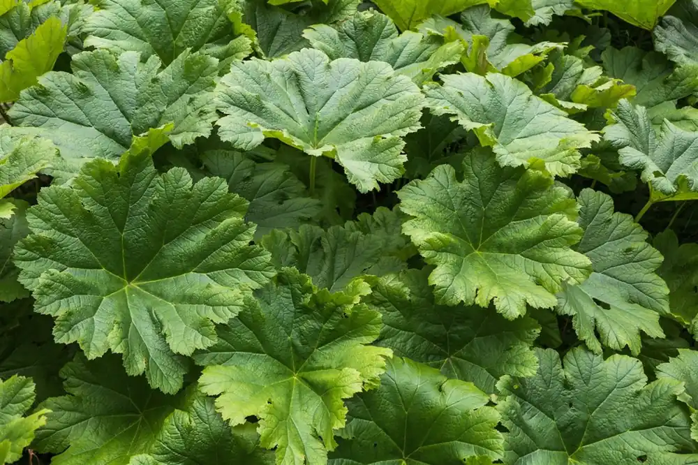 Darmera peltata | Op voorraad