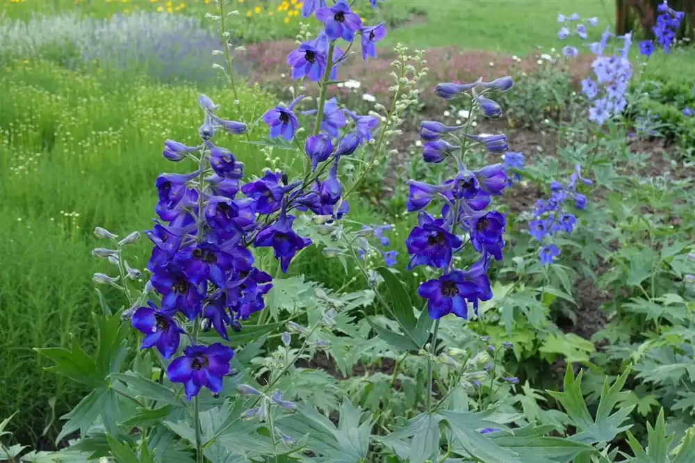 Flitsaanbieding | Delphinium (B) ‘Bellamosum‘