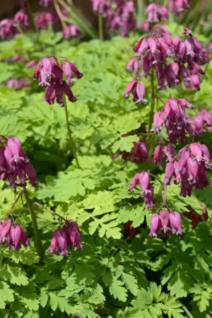 Alleen vandaag | Dicentra formosa ‘Luxuriant‘