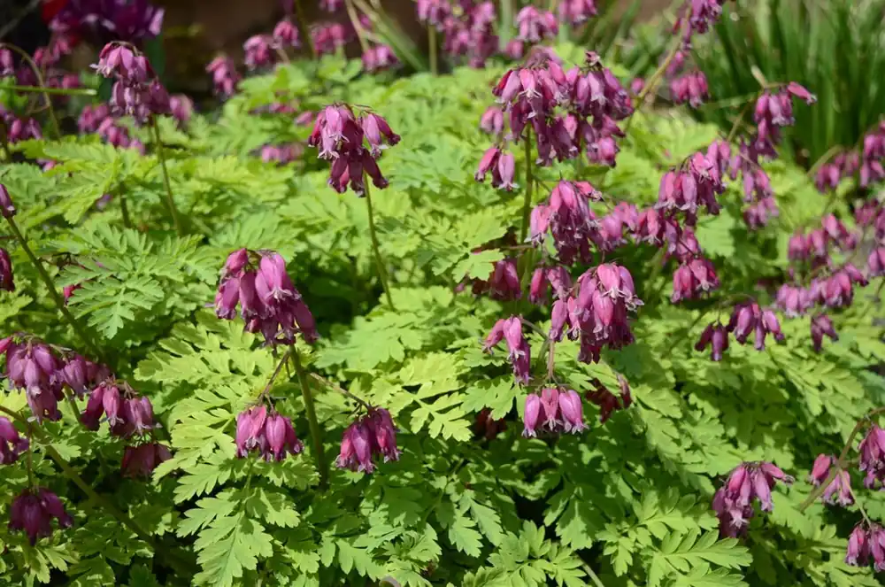 Alleen vandaag | Dicentra formosa ‘Luxuriant‘