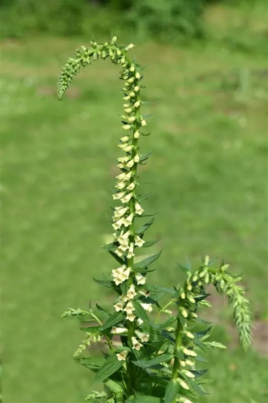 Actieprijs - Digitalis lutea