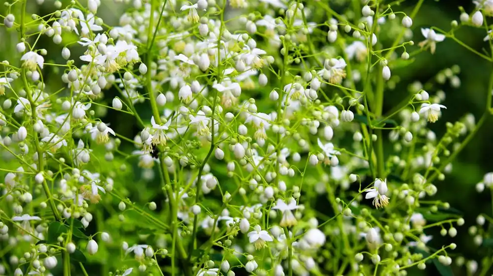 Geranium macr. ‘White Ness‘ | Tijdelijk aanbod