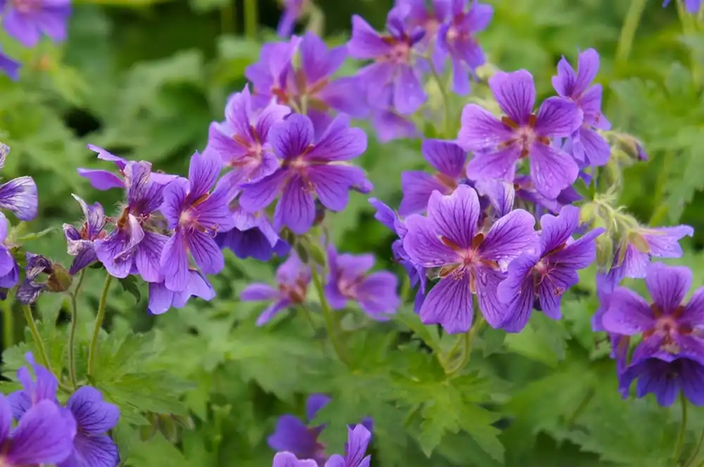 Geranium magnificum | Populair