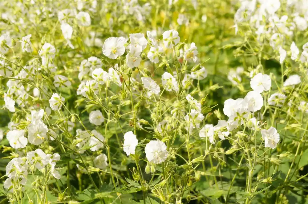 Geranium phaeum ‘Album‘ | Aanrader