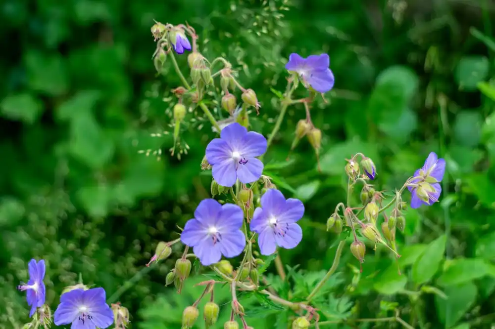 Prijs verlaagd | Geranium pratense