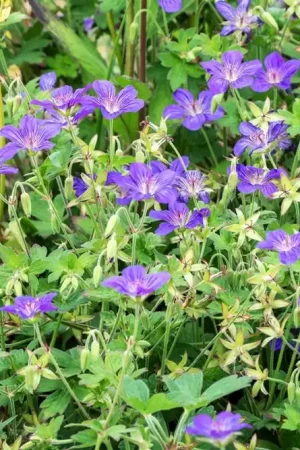 Actieprijs - Geranium wlassovianum