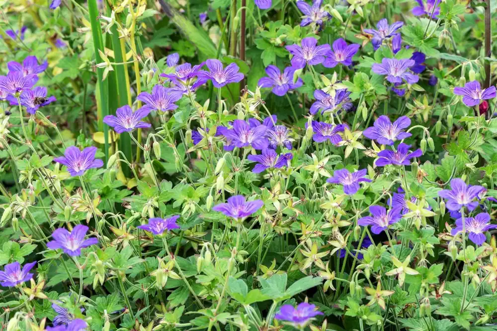 Actieprijs - Geranium wlassovianum