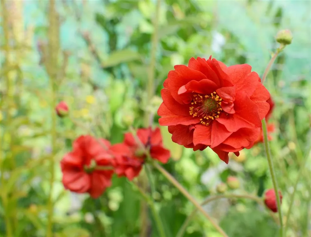 Professionele kwaliteit - Geum ‘Mrs. Bradshaw‘