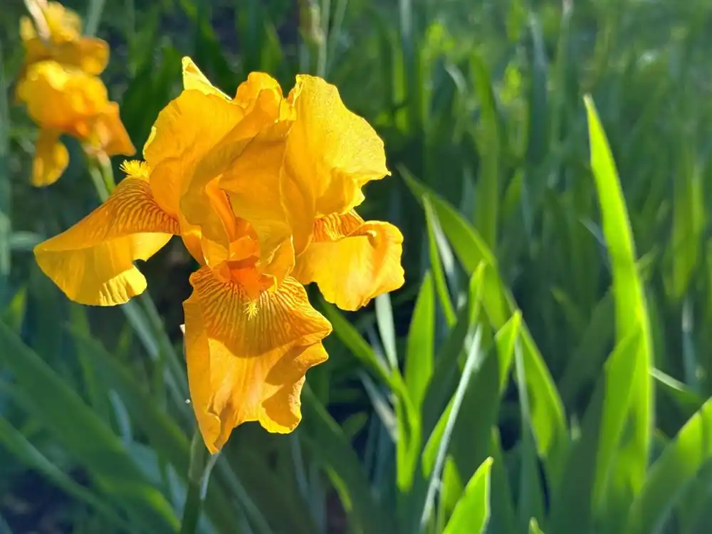 Geum coccineum | Beperkte voorraad