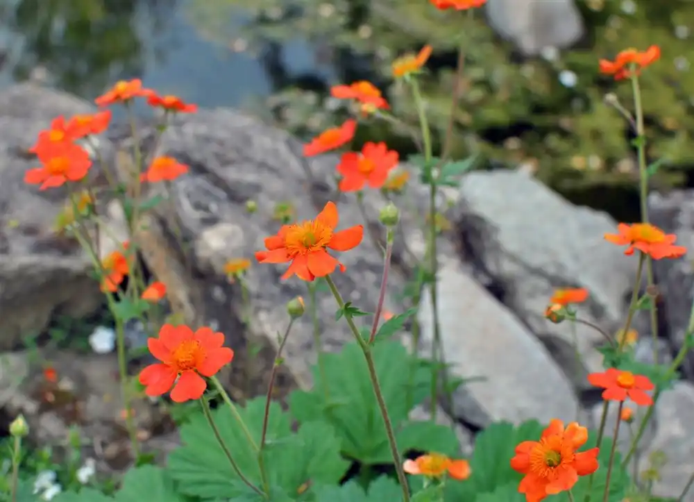 Geum coccineum ‘Borisii‘ - Verlaagde prijs