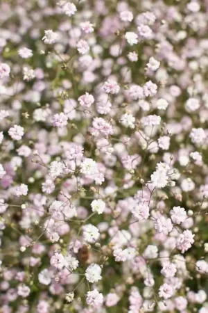 Actieprijs | Gypsophila ‘Rosenschleier‘