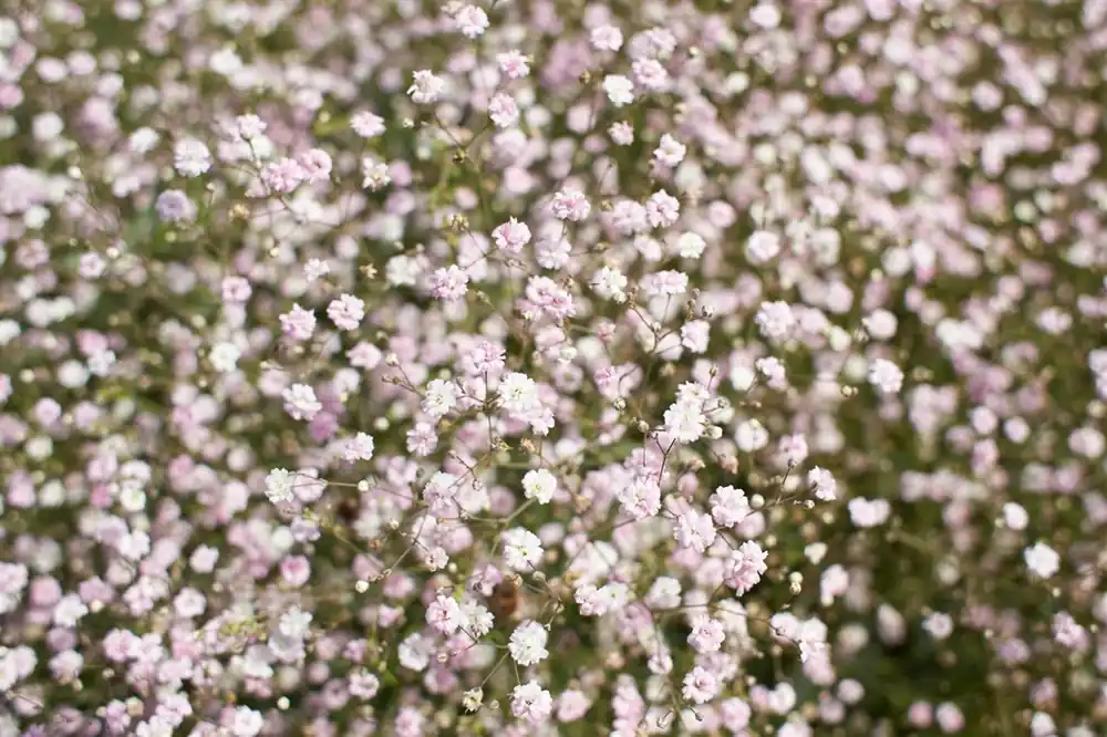 Actieprijs | Gypsophila ‘Rosenschleier‘