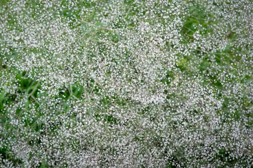 Hoog gewaardeerd | Gypsophila pan. ‘Bristol Fairy‘